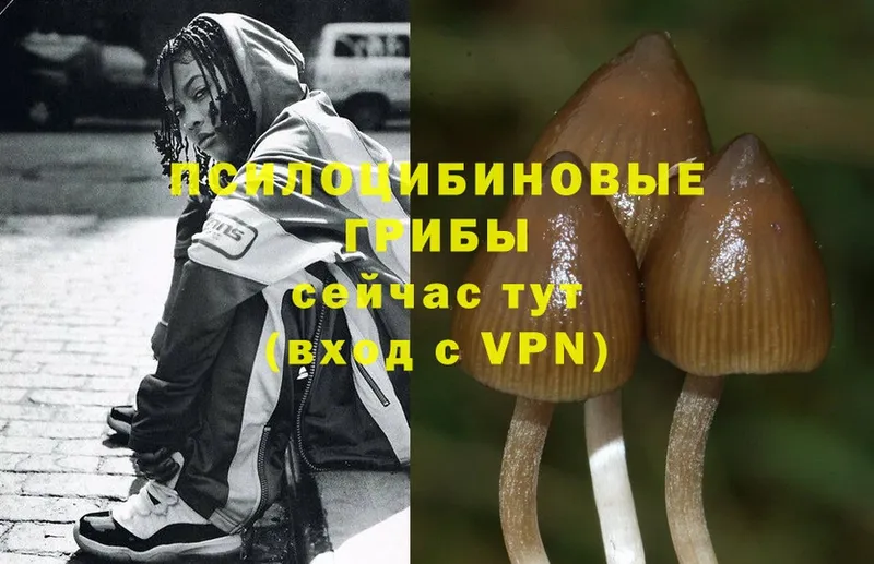 Псилоцибиновые грибы MAGIC MUSHROOMS  закладка  omg зеркало  Великие Луки 