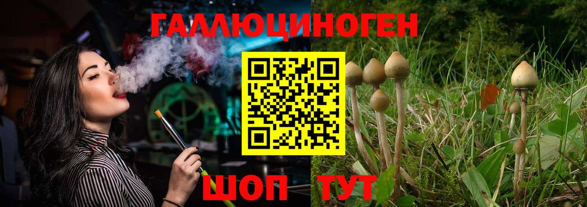 Галлюциногенные грибы Psilocybe Великие Луки
